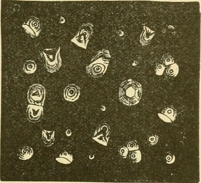 An illustration from The microscopy of vegetable foods, with special reference to the detection of adulteration and the diagnosis of mixtures, 1916, leaf 684