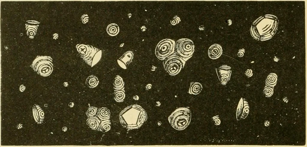 An illustration from The microscopy of vegetable foods, with special reference to the detection of adulteration and the diagnosis of mixtures, 1916, leaf 685