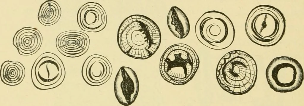 An illustration from The microscopy of vegetable foods, with special reference to the detection of adulteration and the diagnosis of mixtures, 1916, leaf 69