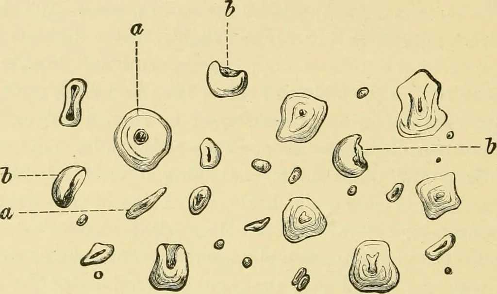 An illustration from The microscopy of vegetable foods, with special reference to the detection of adulteration and the diagnosis of mixtures, 1916, leaf 75