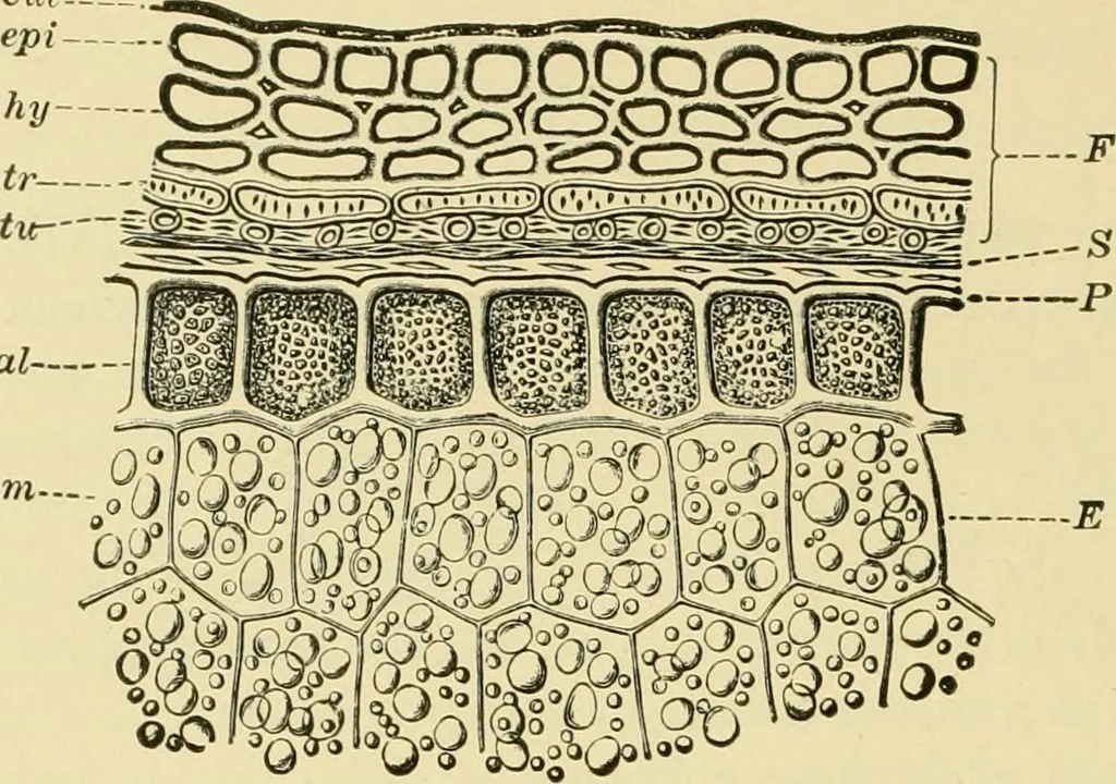 An illustration from The microscopy of vegetable foods, with special reference to the detection of adulteration and the diagnosis of mixtures, 1916, leaf 85