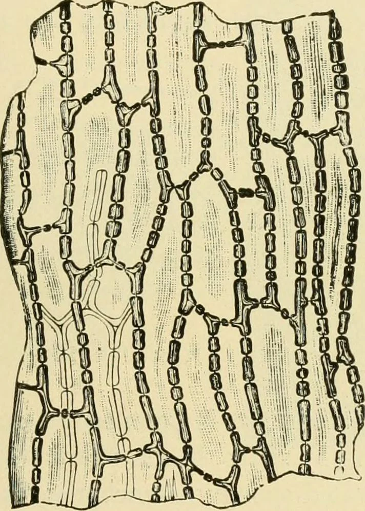 An illustration from The microscopy of vegetable foods, with special reference to the detection of adulteration and the diagnosis of mixtures, 1916, leaf 86