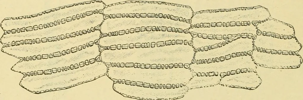 An illustration from The microscopy of vegetable foods, with special reference to the detection of adulteration and the diagnosis of mixtures, 1916, leaf 87