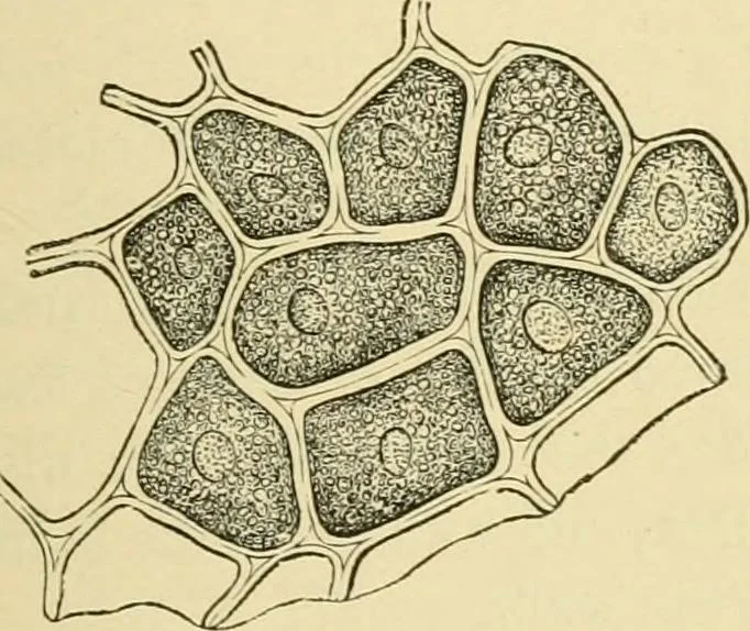An illustration from The microscopy of vegetable foods, with special reference to the detection of adulteration and the diagnosis of mixtures, 1916, leaf 88
