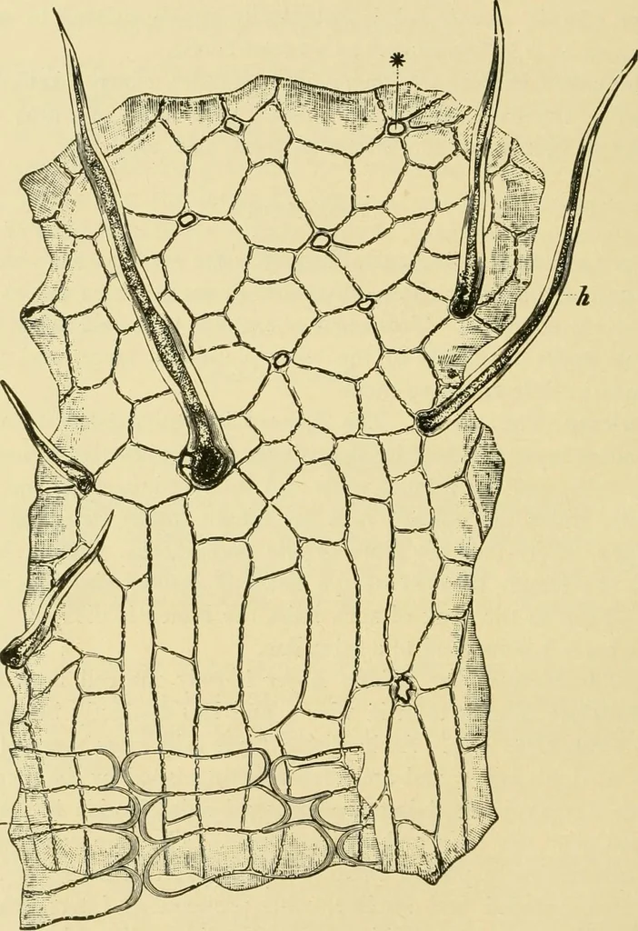 An illustration from The microscopy of vegetable foods, with special reference to the detection of adulteration and the diagnosis of mixtures, 1916, leaf 97