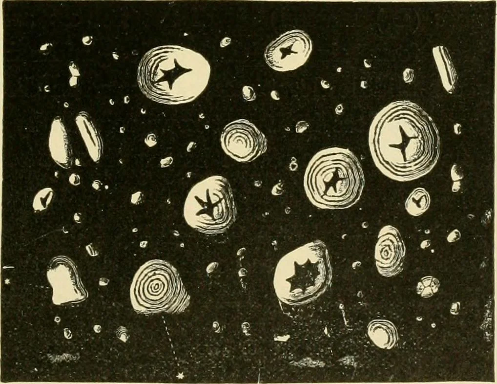 An illustration from The microscopy of vegetable foods, with special reference to the detection of adulteration and the diagnosis of mixtures, 1916, leaf 98