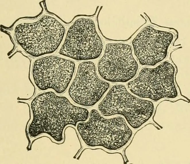 An illustration from The microscopy of vegetable foods, 1906, leaf 100