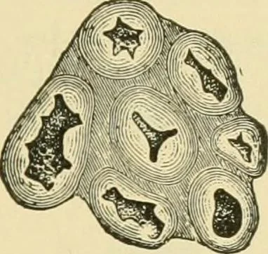 An illustration from The microscopy of vegetable foods, 1906, leaf 100