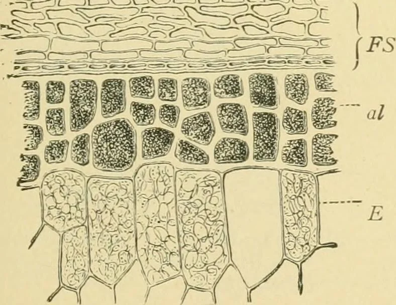 An illustration from The microscopy of vegetable foods, 1906, leaf 102