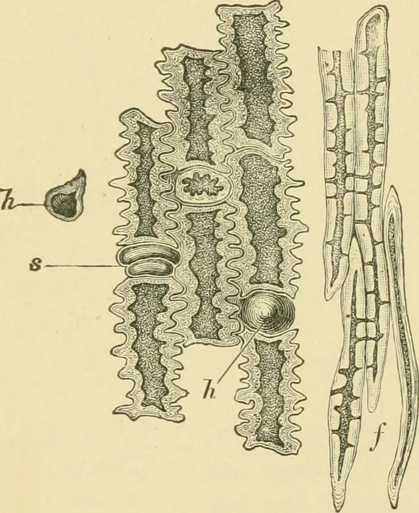 An illustration from The microscopy of vegetable foods, 1906, leaf 102