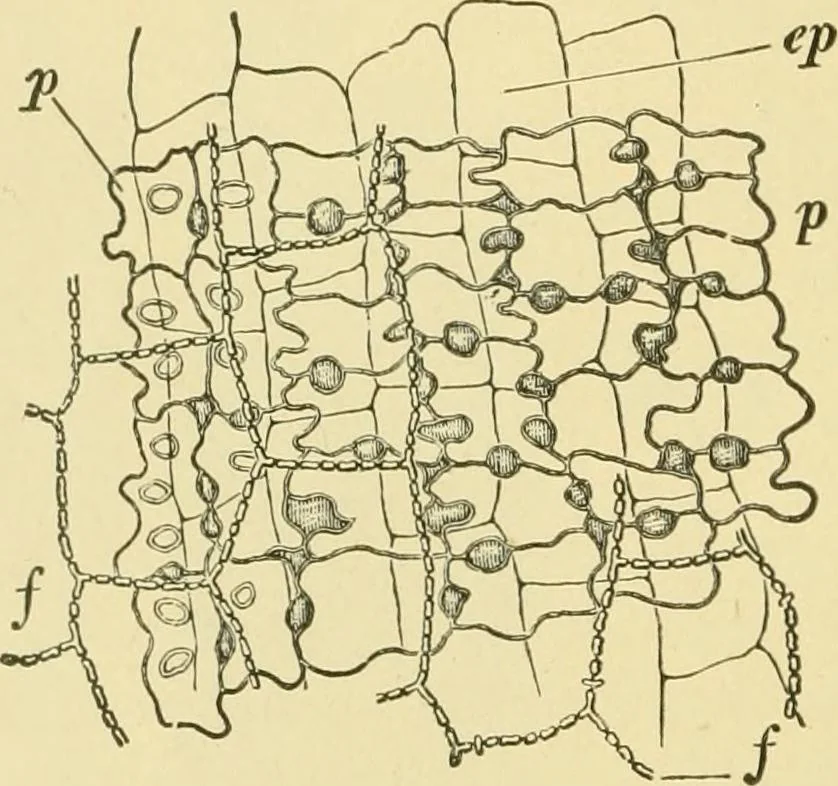 An illustration from The microscopy of vegetable foods, 1906, leaf 103
