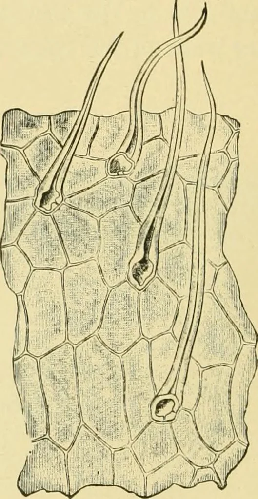 An illustration from The microscopy of vegetable foods, 1906, leaf 103
