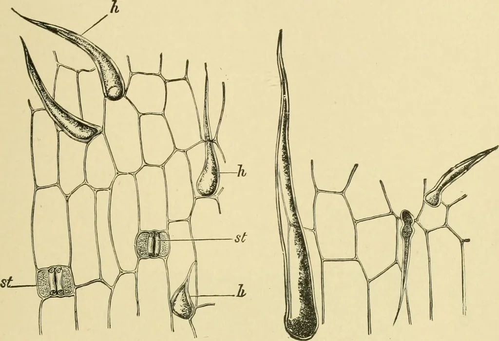 An illustration from The microscopy of vegetable foods, 1906, leaf 104