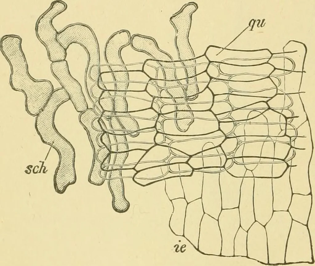 An illustration from The microscopy of vegetable foods, 1906, leaf 105
