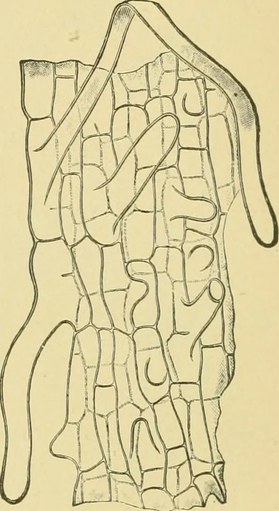 An illustration from The microscopy of vegetable foods, 1906, leaf 105