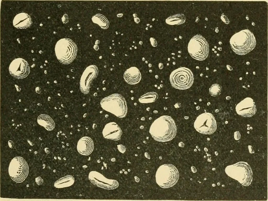 An illustration from The microscopy of vegetable foods, 1906, leaf 106