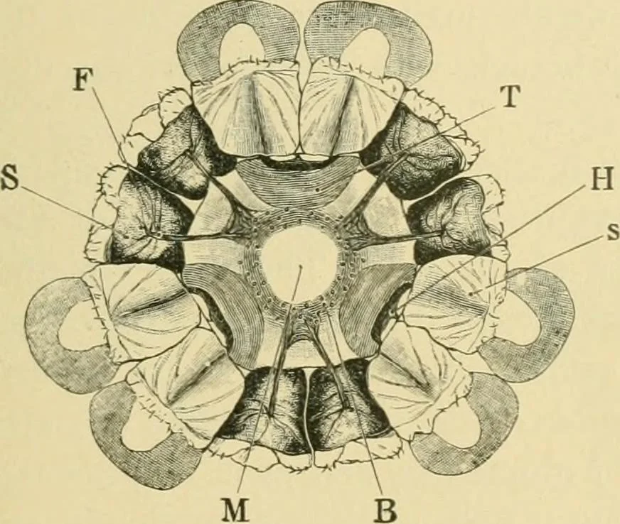 An illustration from The microscopy of vegetable foods, 1906, leaf 108