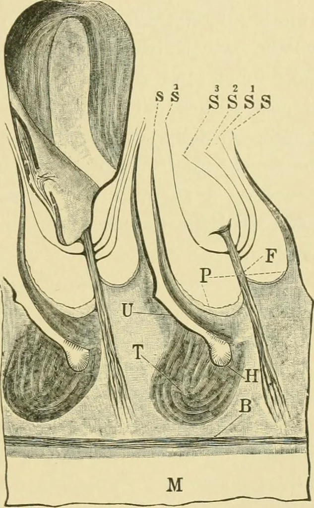 An illustration from The microscopy of vegetable foods, 1906, leaf 108