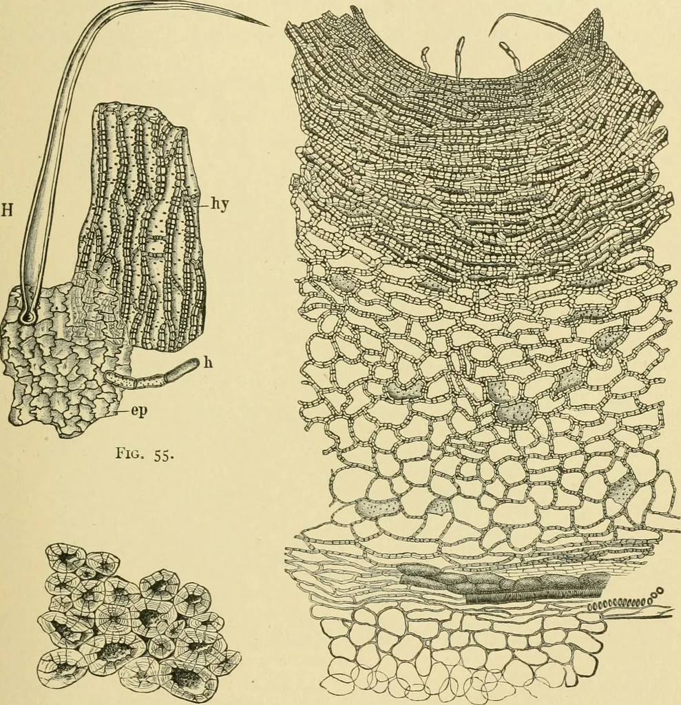 An illustration from The microscopy of vegetable foods, 1906, leaf 110