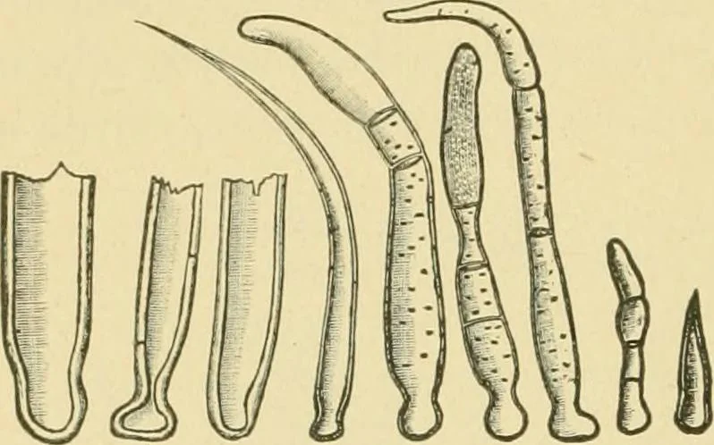 An illustration from The microscopy of vegetable foods, 1906, leaf 113