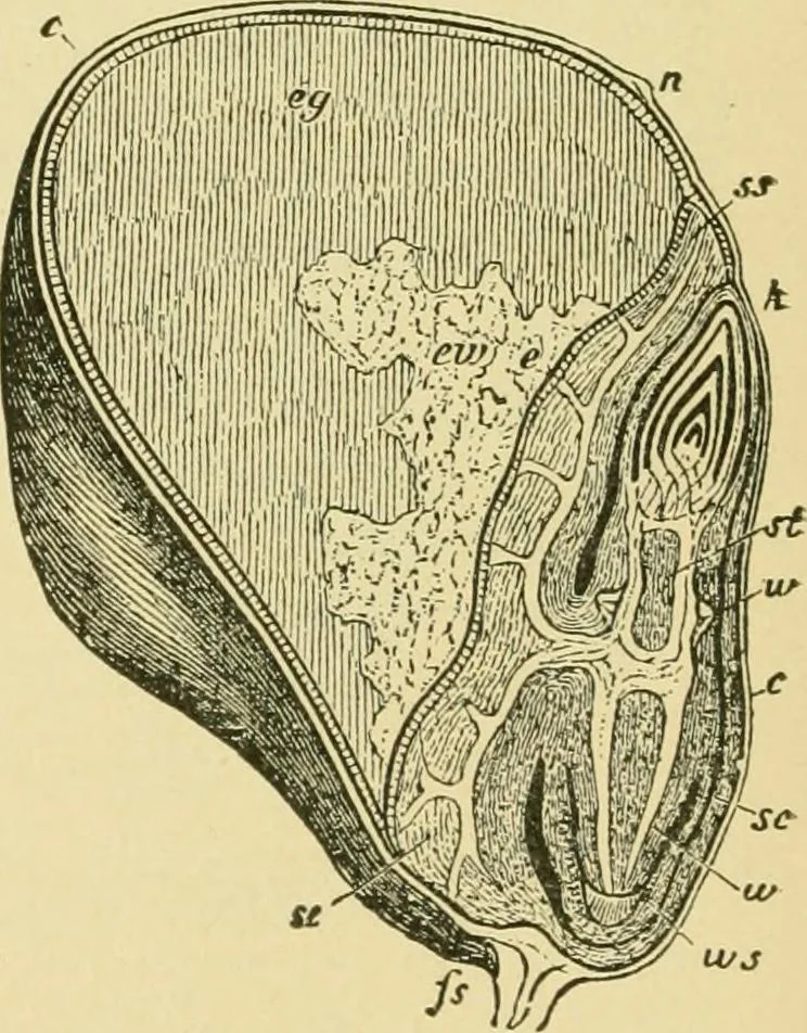 An illustration from The microscopy of vegetable foods, 1906, leaf 113