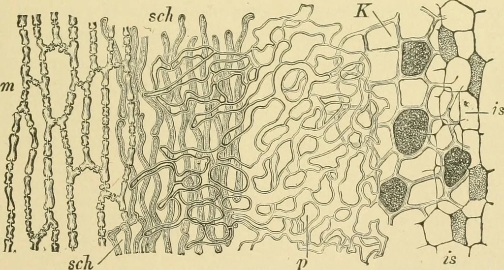 An illustration from The microscopy of vegetable foods, 1906, leaf 114