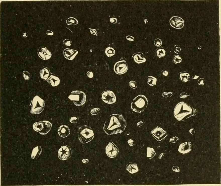 An illustration from The microscopy of vegetable foods, 1906, leaf 116