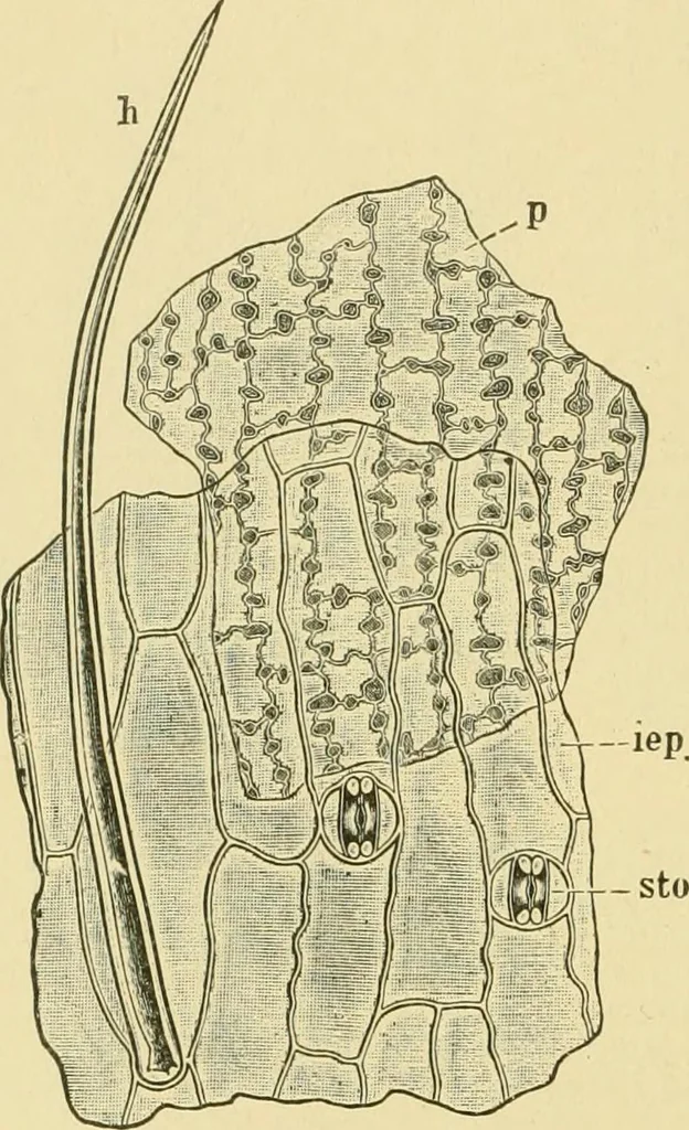An illustration from The microscopy of vegetable foods, 1906, leaf 121