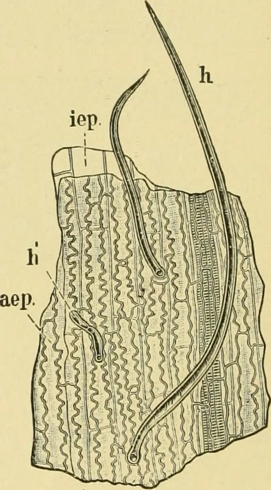 An illustration from The microscopy of vegetable foods, 1906, leaf 121