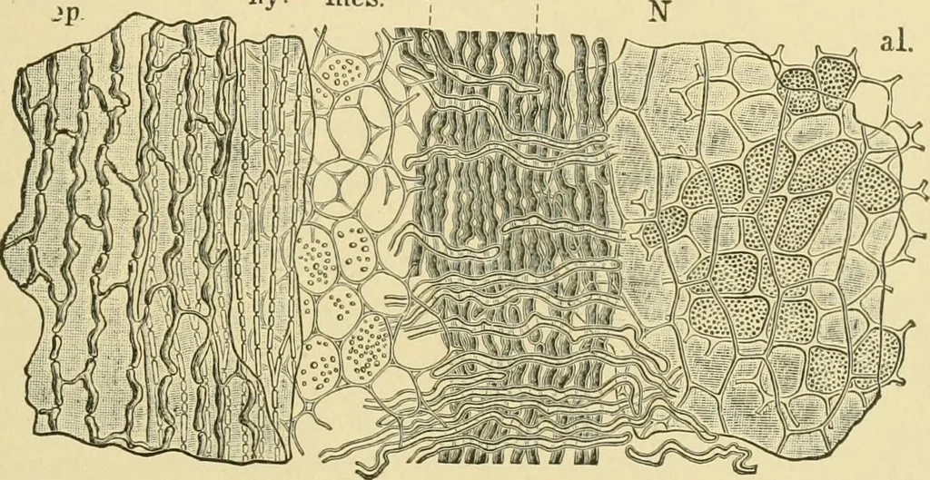 An illustration from The microscopy of vegetable foods, 1906, leaf 122