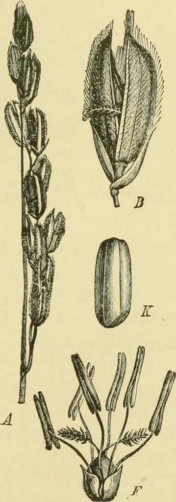 An illustration from The microscopy of vegetable foods, 1906, leaf 126