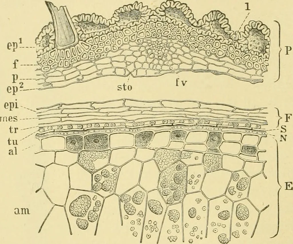 An illustration from The microscopy of vegetable foods, 1906, leaf 127