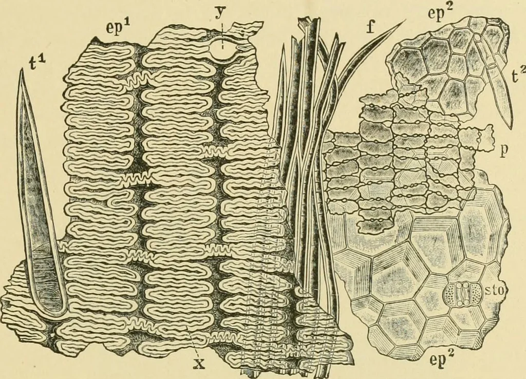 An illustration from The microscopy of vegetable foods, 1906, leaf 128