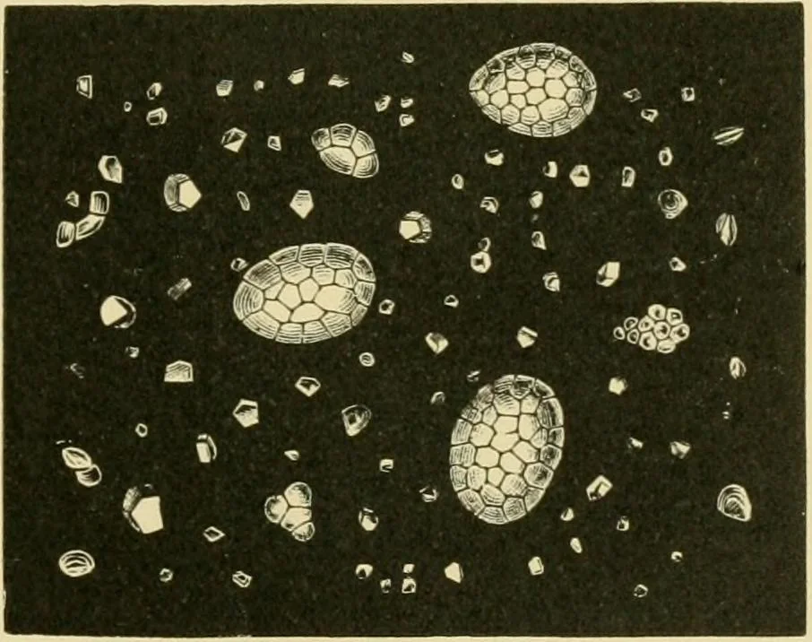 An illustration from The microscopy of vegetable foods, 1906, leaf 130