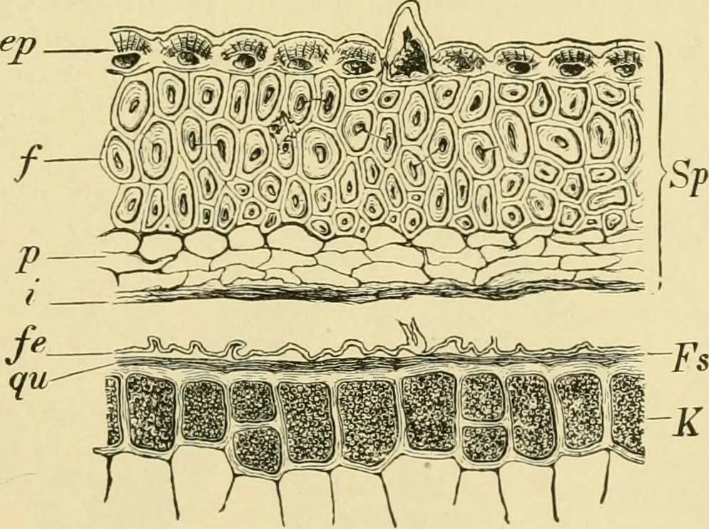 An illustration from The microscopy of vegetable foods, 1906, leaf 132