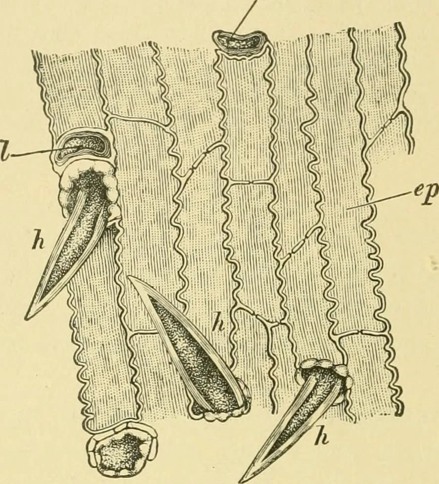 An illustration from The microscopy of vegetable foods, 1906, leaf 133