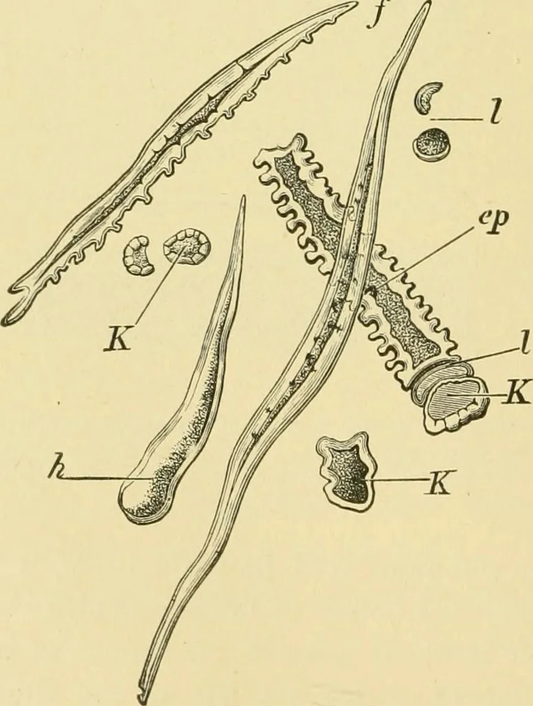 An illustration from The microscopy of vegetable foods, 1906, leaf 133
