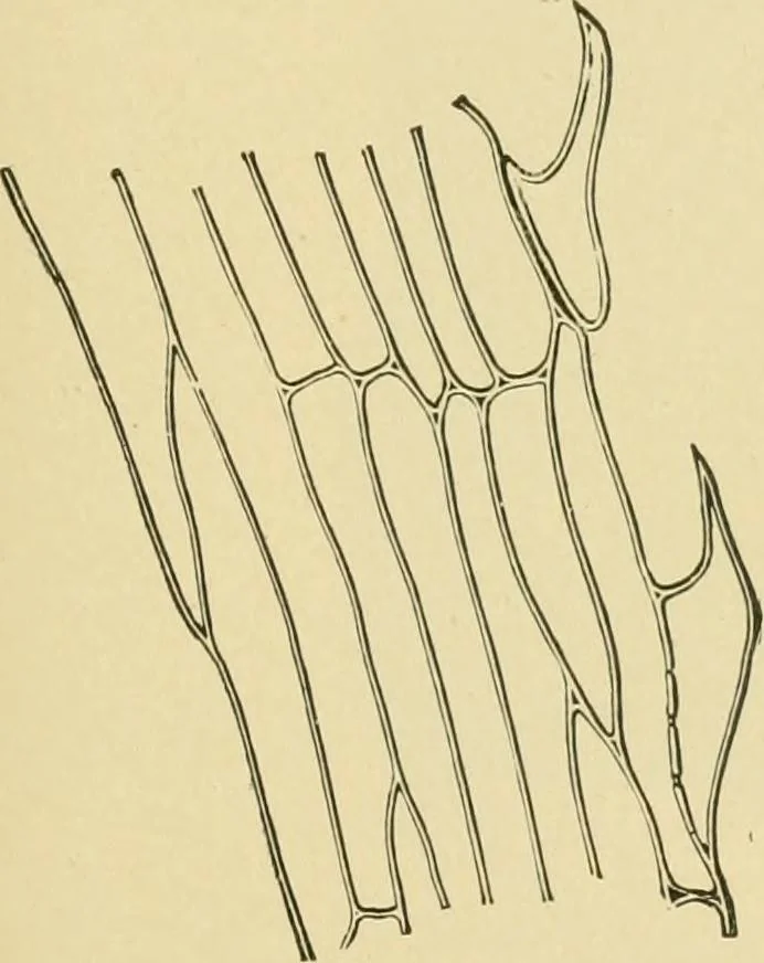 An illustration from The microscopy of vegetable foods, 1906, leaf 134