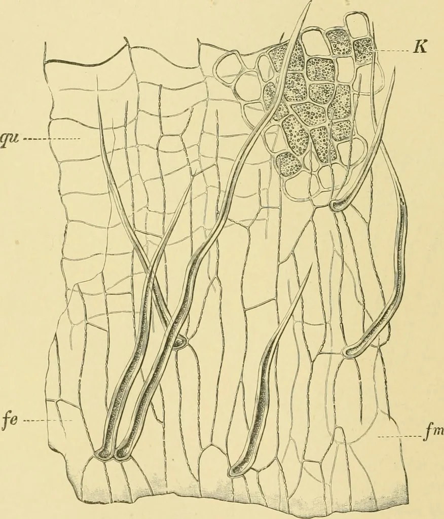 An illustration from The microscopy of vegetable foods, 1906, leaf 135