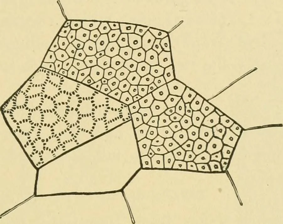 An illustration from The microscopy of vegetable foods, 1906, leaf 138