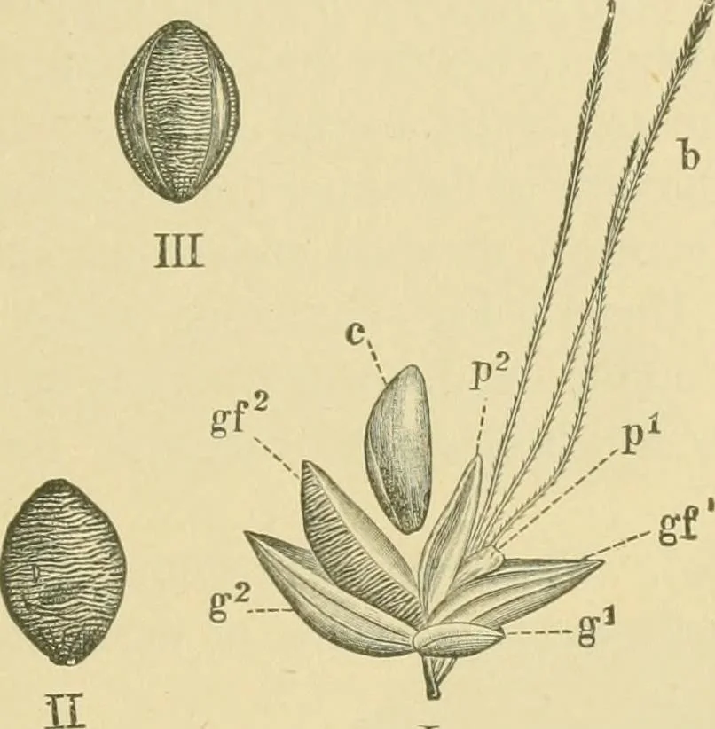 An illustration from The microscopy of vegetable foods, 1906, leaf 140