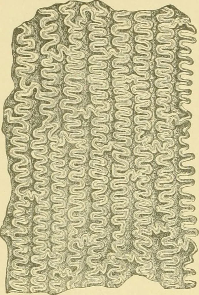 An illustration from The microscopy of vegetable foods, 1906, leaf 143
