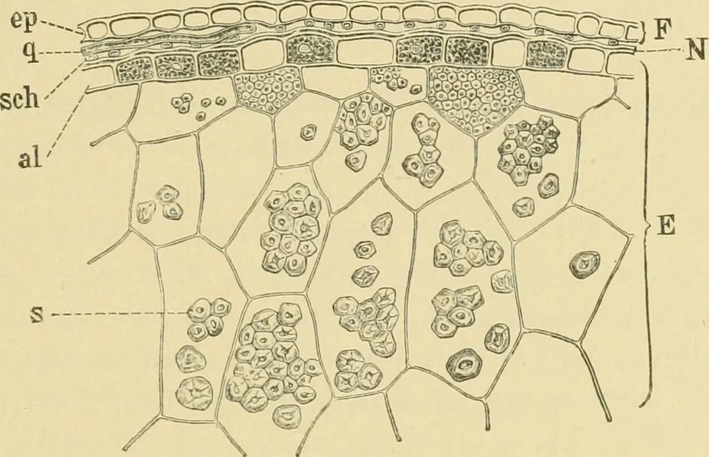 An illustration from The microscopy of vegetable foods, 1906, leaf 144