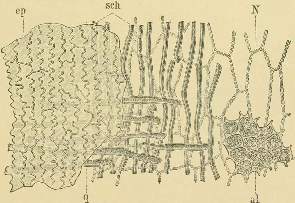 An illustration from The microscopy of vegetable foods, 1906, leaf 144