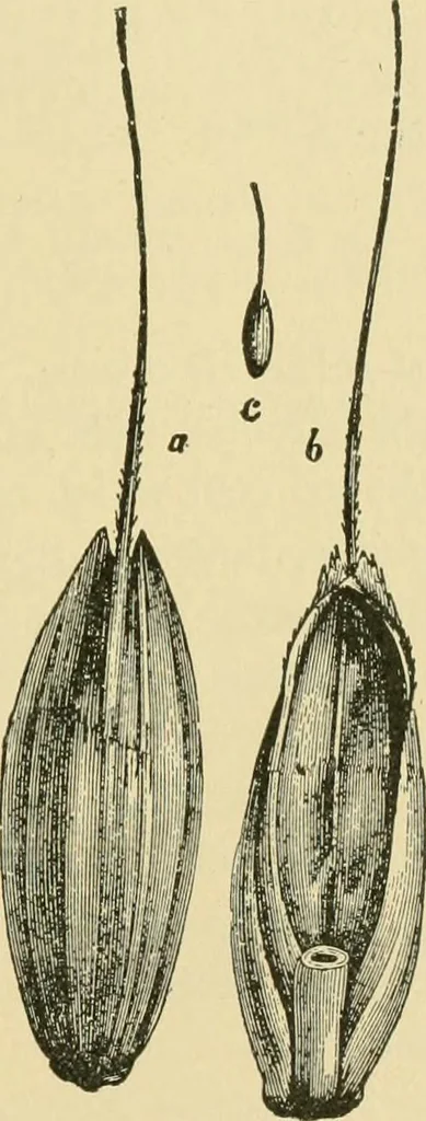 An illustration from The microscopy of vegetable foods, 1906, leaf 146