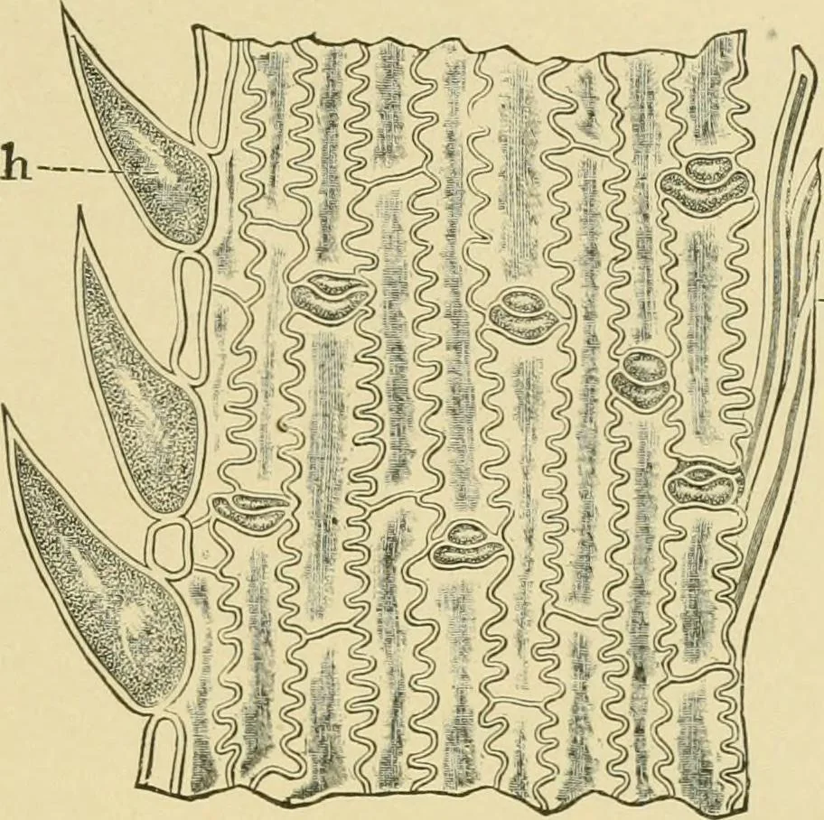 An illustration from The microscopy of vegetable foods, 1906, leaf 148