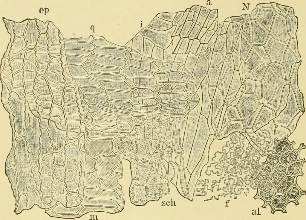 An illustration from The microscopy of vegetable foods, 1906, leaf 149