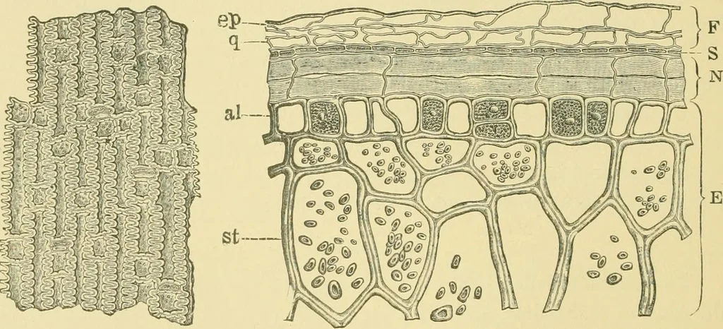 An illustration from The microscopy of vegetable foods, 1906, leaf 151