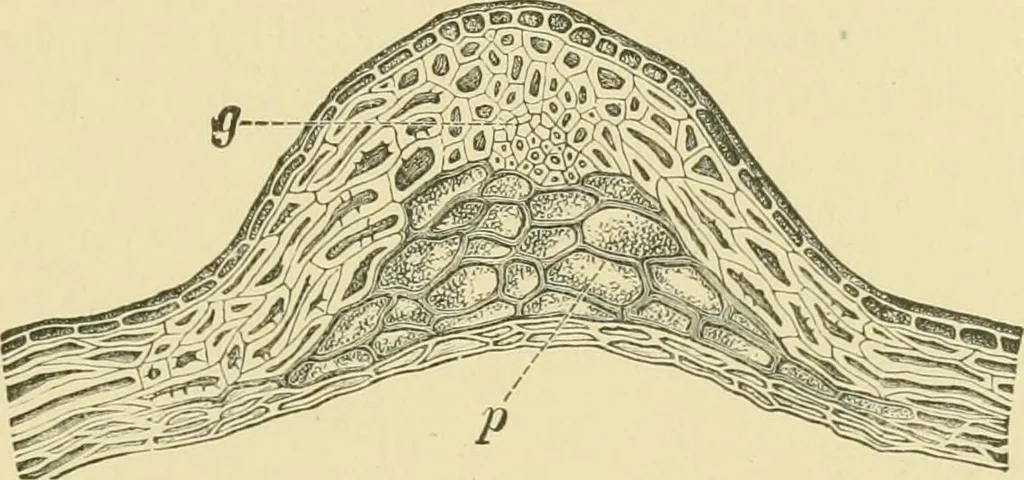 An illustration from The microscopy of vegetable foods, 1906, leaf 154