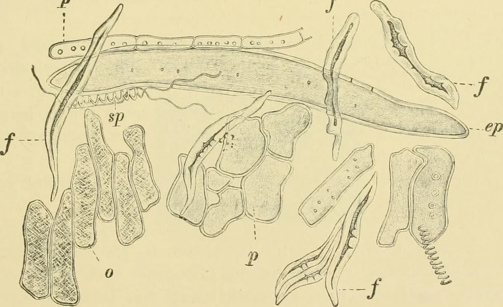 An illustration from The microscopy of vegetable foods, 1906, leaf 154